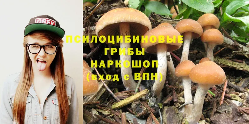 Галлюциногенные грибы Psilocybe  blacksprut зеркало  Хабаровск  как найти наркотики 